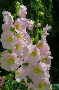 Mallow, yapraklı sebze şeklinde yenilebilir. Türkçe 'de Bégmeci olarak bilinen ağaç, Türkiye' de yaprakları bulgurla veya pirinçle doldurmak gibi çeşitli şekillerde sebze olarak kullanılır.