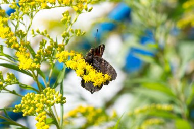 Solidago 'nun çiçekleri genellikle Kuzey Amerika' dan gelir. Güney Amerika 'ya özgü Meksika ve Avrasya Kelebeği Vanessa atalanta da dahil. Kızıl Amiral ya da daha önce takdire şayan olan