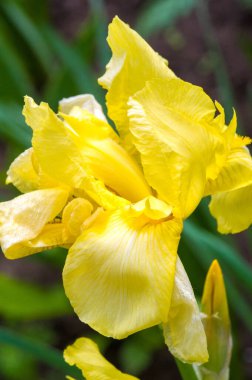 Gökkuşağının tanrıçası, İris çiçeği, tanrıların habercisi gibi davrandı..