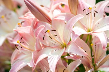 Zambak zambakları Lily - Çiçekler büyük, genellikle hoş kokulu ve beyaz, sarı, portakal, pembe, kırmızı ve mor gibi çok çeşitli renklerde sunulurlar. İşaretleme noktalar ve fırça darbelerini içerir.