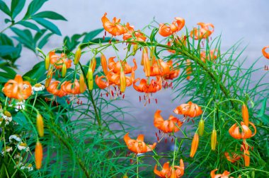 Lilium üyeleri gerçek zambaklar, büyük, belirgin çiçekleri olan, ampullerden büyüyen bir bitki cinsidir. Zambaklar önemli bir çiçek açan bitkidir. 