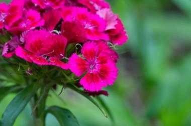 Alyssum çiçekleri karakteristik olarak küçüktür ve terminal kümelerinde gruplandırılır; genellikle sarı ya da beyaz renklidir ama pembe ya da mor olabilir..