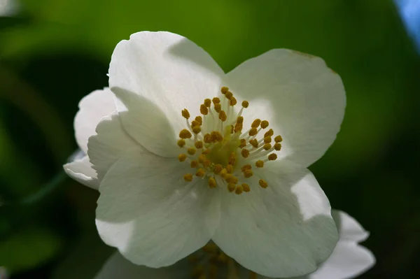 ジャスミン 古い世界の茂みや香水やお茶で使用される香りの良い花を持つ登山植物 装飾品として人気がある オリーブ科の低木やブドウの属です — ストック写真