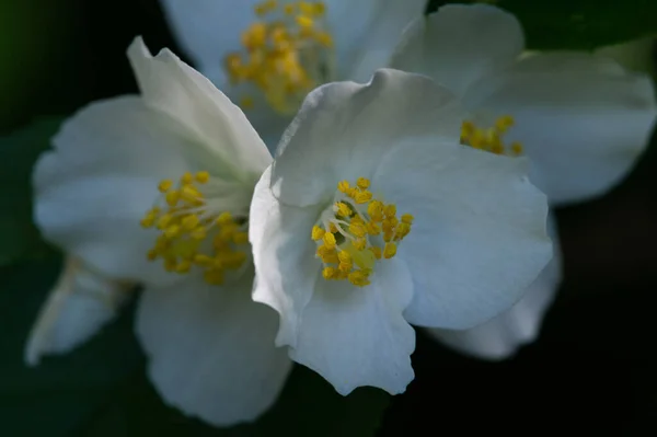 Gelsomino Cespuglio Del Vecchio Mondo Una Pianta Rampicante Con Fiori — Foto Stock