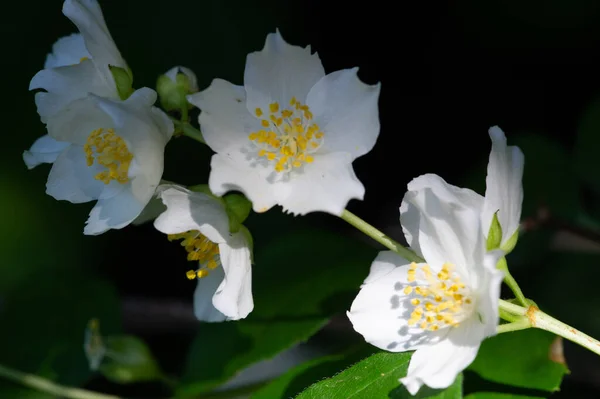 Jasmin Ein Strauch Der Alten Welt Oder Eine Kletterpflanze Mit — Stockfoto