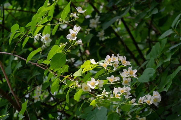 ジャスミン 古い世界の茂みや香水やお茶で使用される香りの良い花を持つ登山植物 装飾品として人気がある オリーブ科の低木やブドウの属です — ストック写真