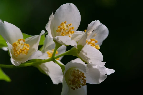 Jasmim Arbusto Velho Mundo Uma Planta Escalada Com Flores Perfumadas — Fotografia de Stock