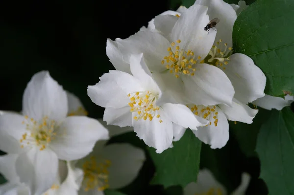 Jasmine Old World Bush Climbing Plant Fragrant Flowers Used Perfumes — Stock Photo, Image