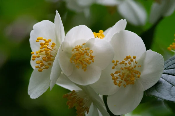 Jazmín Arbusto Del Viejo Mundo Una Planta Trepadora Con Flores —  Fotos de Stock