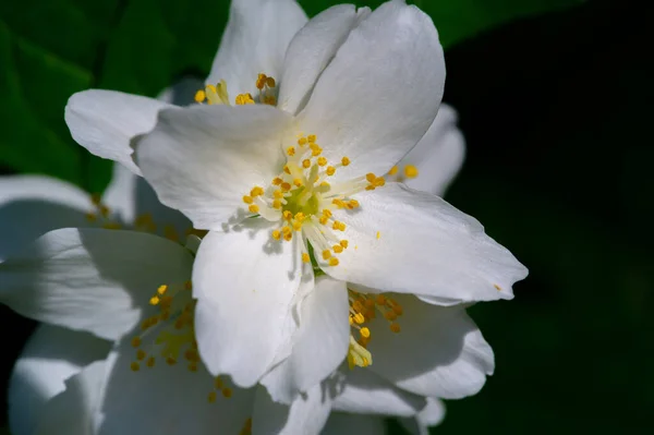 Jazmín Arbusto Del Viejo Mundo Una Planta Trepadora Con Flores —  Fotos de Stock