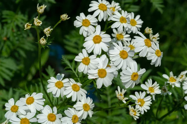 Matricaria Chamomilla Latině Jednou Hodnot Matrice Děloha Matricaria Chamomilla Široce — Stock fotografie