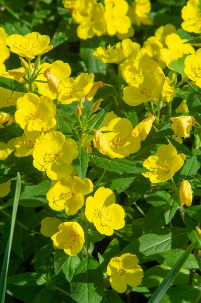 Oenothera Glazioviana Conhecida Sob Nome Geral Prímula Folhas Grandes Prímula — Fotografia de Stock