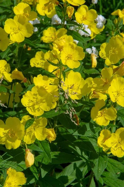 Oenothera Glazioviana Conhecida Sob Nome Geral Prímula Folhas Grandes Prímula — Fotografia de Stock