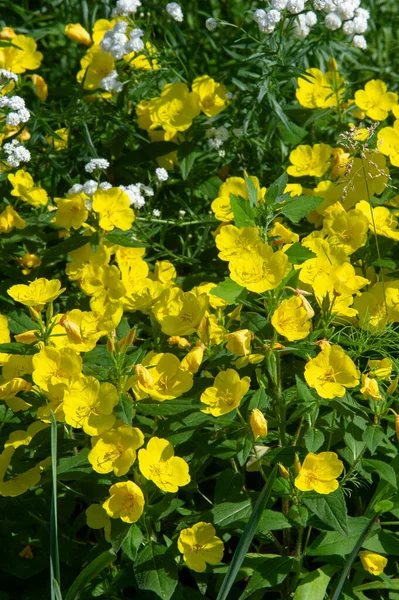 Oenothera Glazioviana Primrose 피부의 Primrose 이름으로 알려져 그것은 북아메리카에 잡종일 — 스톡 사진