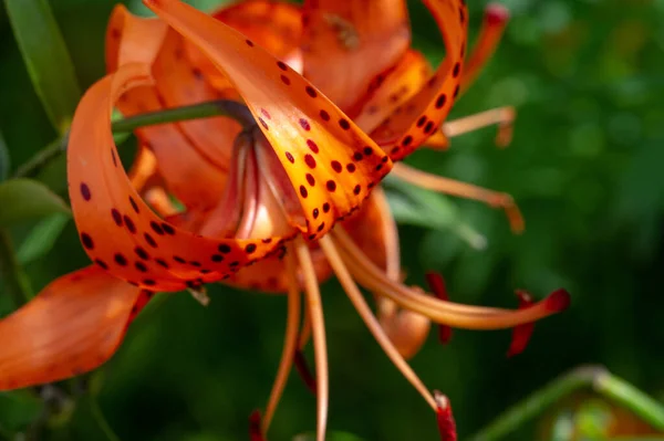 Lilium Lancifolium Crece China Japón Corea Lejano Oriente Rusia Planta — Foto de Stock