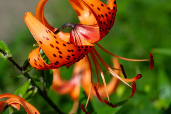 Lilium Lancifolium Kasvaa Kiinassa Japanissa Koreassa Kaukoidässä Venäjällä Koristekasvi Oranssi — kuvapankkivalokuva