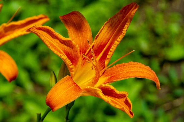 Lilium Lancifolium Növekszik Kínában Japánban Koreában Távol Keleten Oroszország Narancs — Stock Fotó