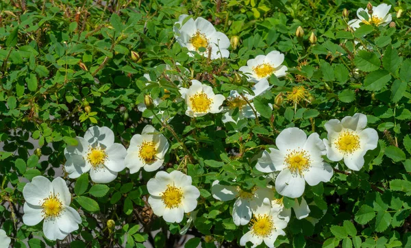 Vildblomma Eller Vild Blomma Blomma Som Växer Det Vilda Vilket — Stockfoto