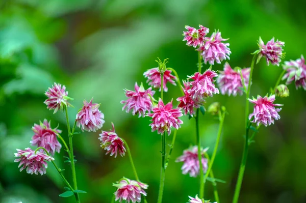 Una Flor Silvestre Flor Silvestre Una Flor Que Crece Naturaleza — Foto de Stock