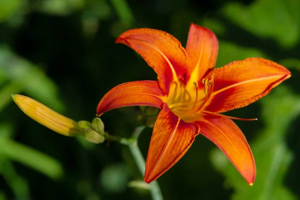 Lilium Lancifolium Rośnie Chinach Japonii Korei Dalekim Wschodzie Rosji Rośliny — Zdjęcie stockowe