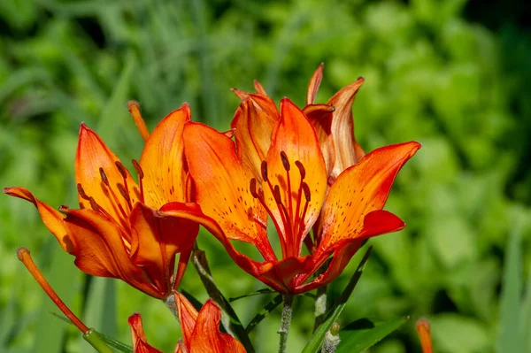 Lilium Lancifolium Növekszik Kínában Japánban Koreában Távol Keleten Oroszország Narancs — Stock Fotó