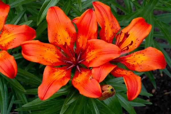 Lilium lancifolium - Çin, Japonya, Kore ve Rusya 'nın uzak doğusunda yetişiyor. Kuzey Amerika 'nın doğusunda pek çok dağınık yerde vatandaşlığa getirilen turuncu-siyah çiçeklerden oluşan süs bitkisi.