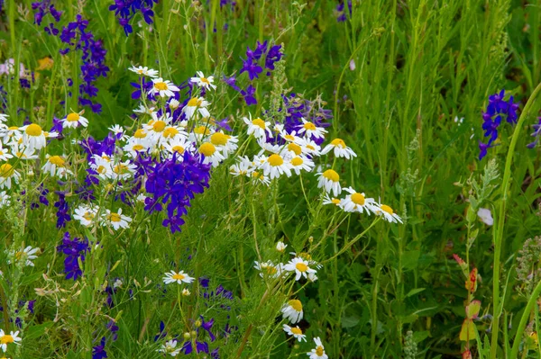 Wildflower Wild Flower Flower Grows Wild Meaning Intentionally Seeded Planted — Stock Photo, Image