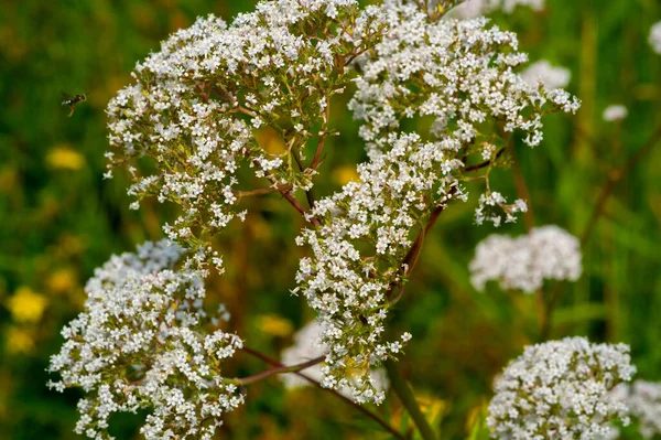 Eine Wildblume Oder Wildblume Ist Eine Blume Die Freier Wildbahn — Stockfoto