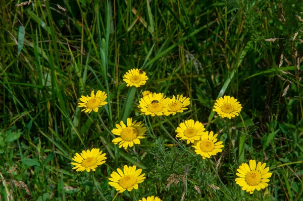 Ένα Αγριολούλουδο Αγριολούλουδο Είναι Ένα Λουλούδι Που Φυτρώνει Στην Άγρια — Φωτογραφία Αρχείου