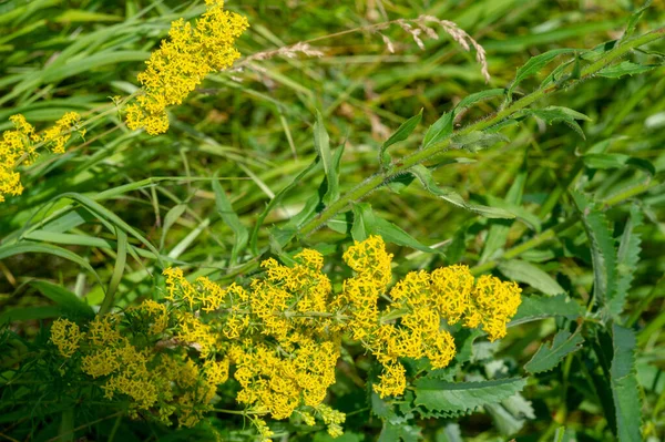 野生で成長する花のことで 意図的に種をまいたり植えたりしたものではない — ストック写真