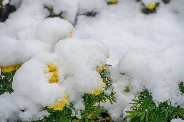 Pierwszy Śnieg Pokryte Śniegiem Kwiaty Koniec Ciepłej Jesieni Przychodzą Mrozki — Zdjęcie stockowe