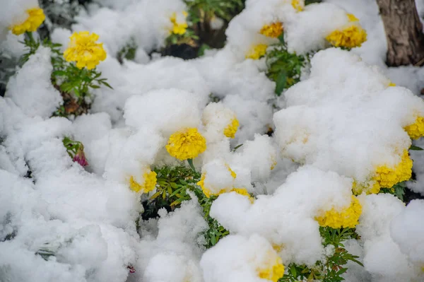 The first snow, snow-covered flowers, the end of warm autumn, frosts come