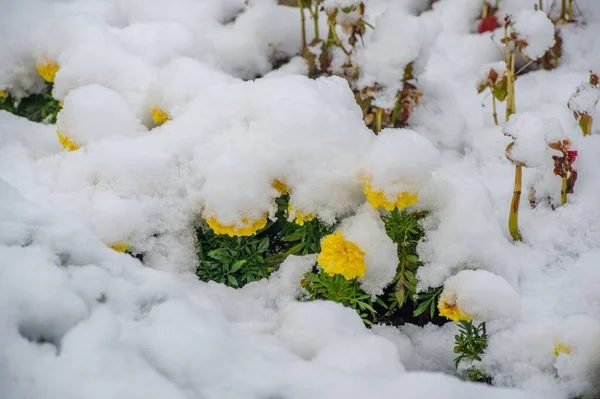 最初の雪 雪に覆われた花 暖かい秋の終わり 霜が来る — ストック写真