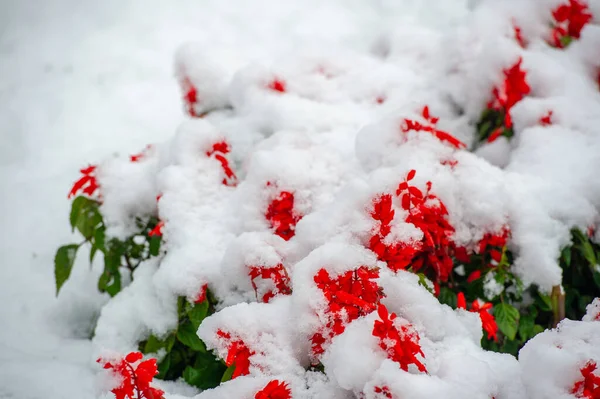 Первый Снег Заснеженные Цветы Конец Теплой Осени Наступают Морозы — стоковое фото