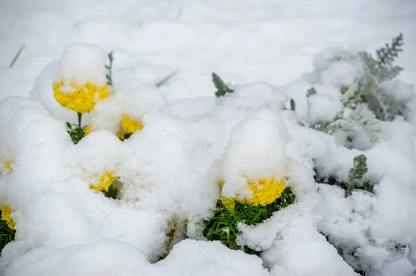 The first snow, snow-covered flowers, the end of warm autumn, frosts come