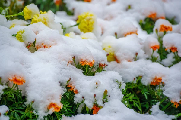 最初の雪 雪に覆われた花 暖かい秋の終わり 霜が来る — ストック写真