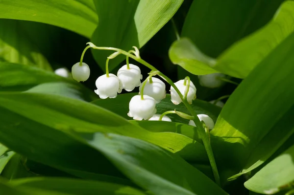Convallaria Majalis Lily Valley Lily Valley Used Weddings Can Very — Stock Photo, Image