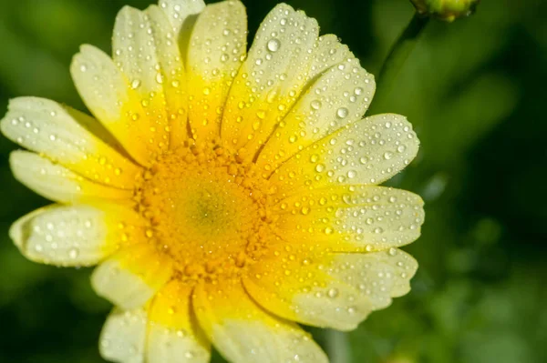 Coreopsis Calliopsis Tickseed Coréopsis Amérique Nord Peut Être Trouvé Dans — Photo