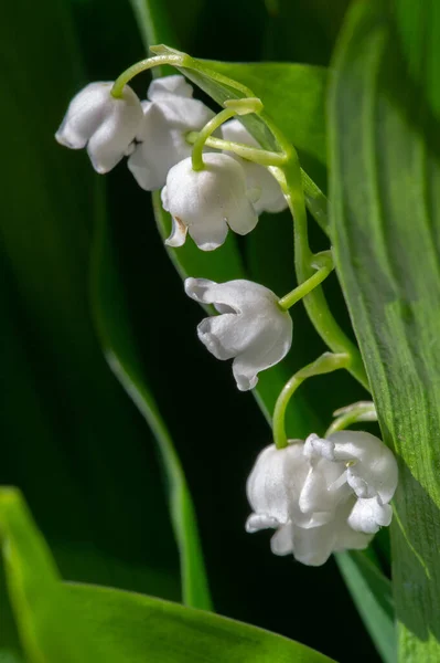 Convallaria Majalis Vadideki Zambak Zambak Çiçeği Düğünlerde Kullanıldı Çok Pahalı — Stok fotoğraf