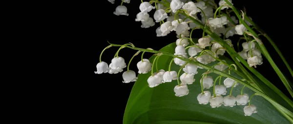 Convallaria Majalis Liljekonvalj Liljekonvalj Användes Vid Bröllop Och Kan Vara — Stockfoto