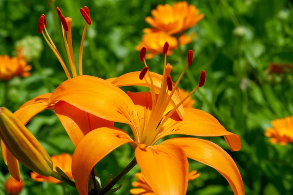 百合花代表着对你所爱的人的爱 热情和爱心 而橘红色的百合花则象征着幸福和温暖 一种复活节百合 是复活节的象征 — 图库照片