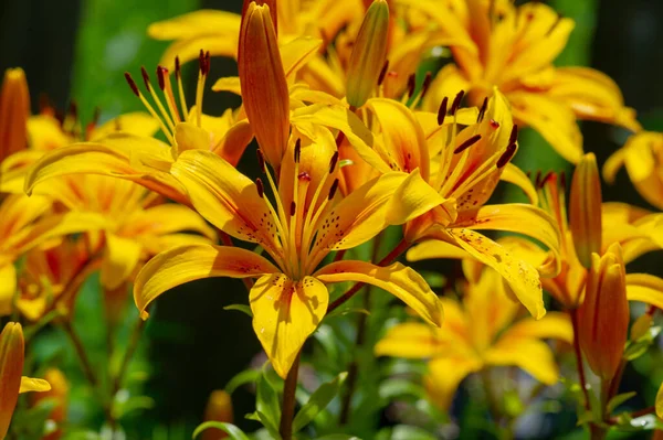 Lilium Représente Amour Ardeur Affection Pour Vos Proches Tandis Que — Photo