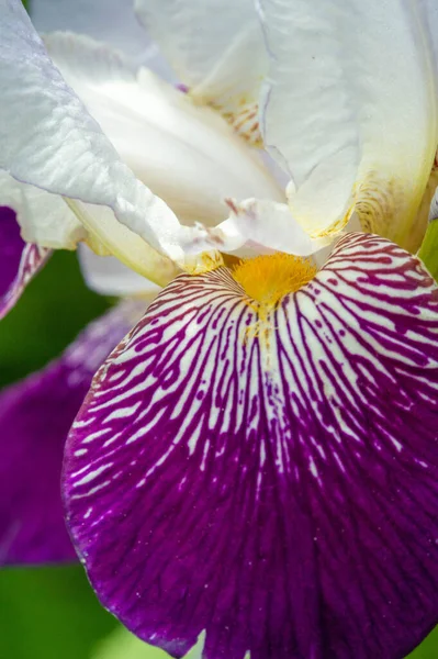 Iris Fleur Déesse Arc Ciel Qui Agi Comme Messager Des — Photo