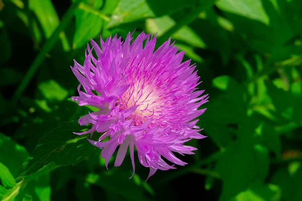 Centaurea Cyanus Commonly Known Cornflower Bachelor Button Used Culinary Blue — Stock Photo, Image