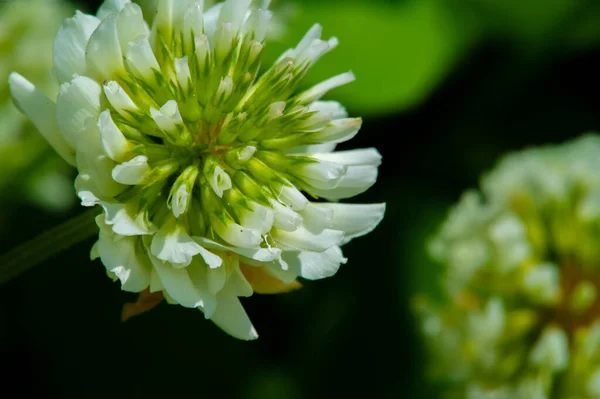 Clovers Shamrocks Many Species Found South America Africa Heads Thick — Stock Photo, Image