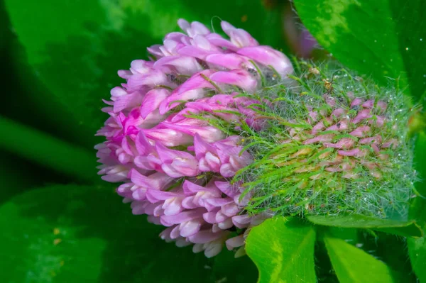 Klavers Shamrocks Van Vele Soorten Worden Gevonden Zuid Amerika Afrika — Stockfoto