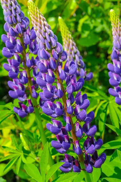 Lupinus Lupin Est Genre Plantes Famille Des Fabaceae Avec Des — Photo