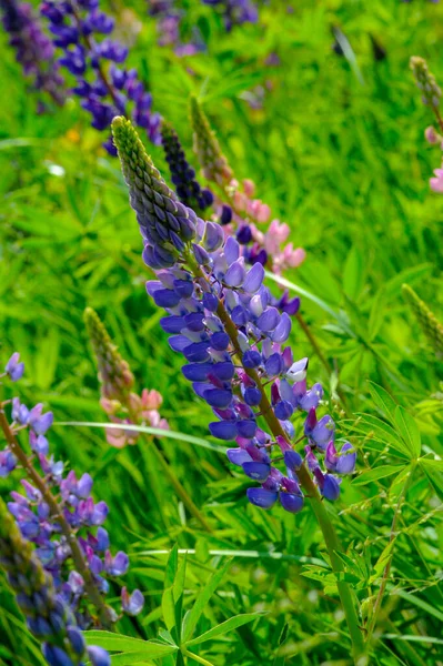 ルピナス Lupinus 一般的にルピンまたはルピンとして知られており マメ科のFabaceaeの開花植物の属です アメリカの多様性センターです 食料源として広く栽培されている — ストック写真