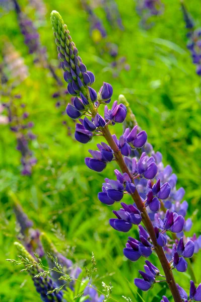 Lupinus Género Botânico Pertencente Família Fabaceae Com Centros Diversidade Nas — Fotografia de Stock