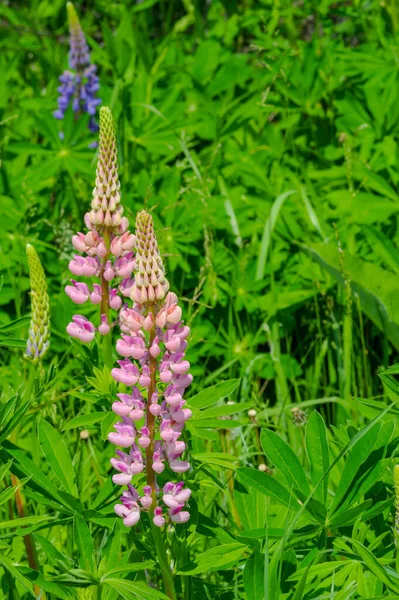 ルピナス Lupinus 一般的にルピンまたはルピンとして知られており マメ科のFabaceaeの開花植物の属です アメリカの多様性センターです 食料源として広く栽培されている — ストック写真